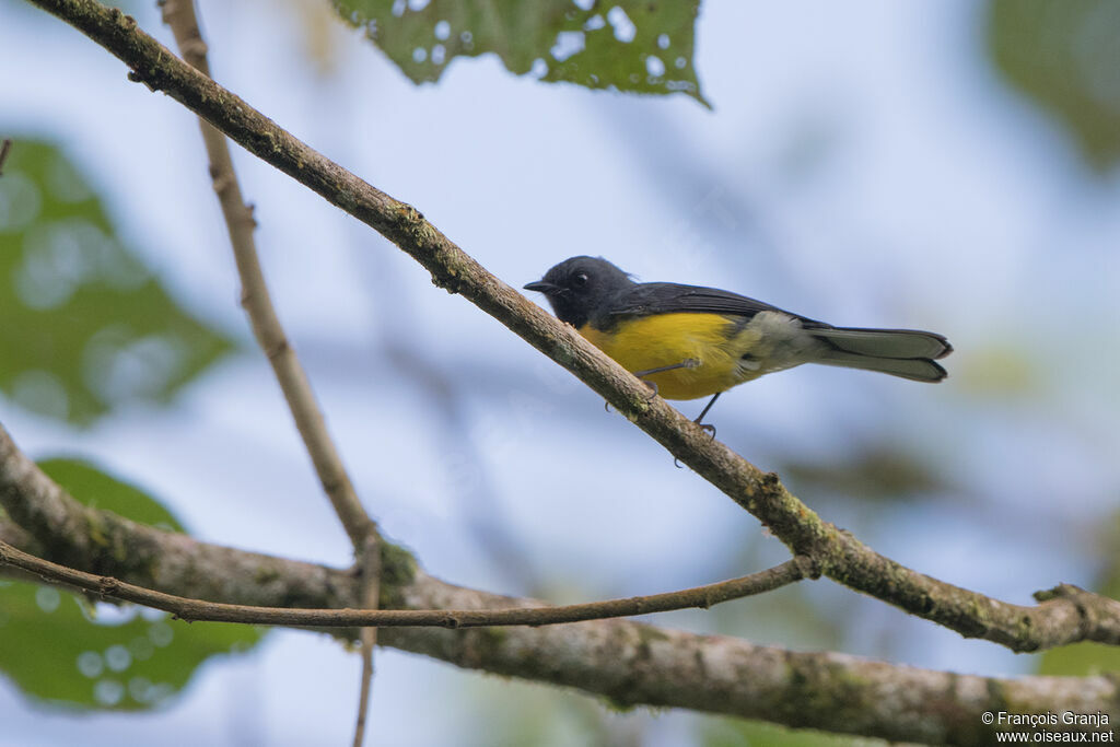 Slate-throated Whitestart