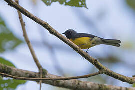 Slate-throated Whitestart