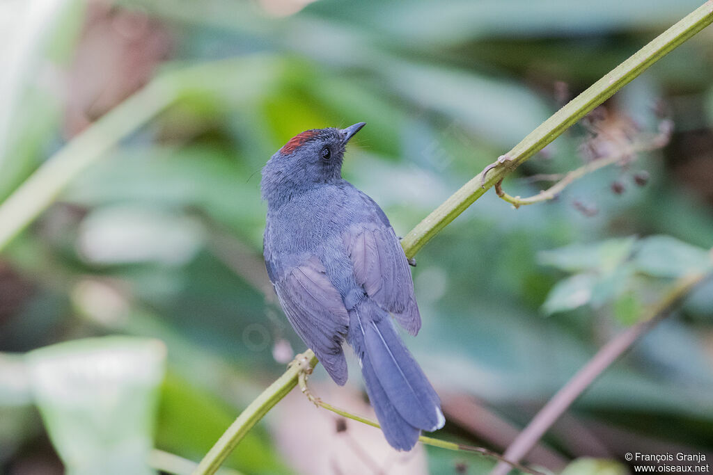 Paruline ardoisée