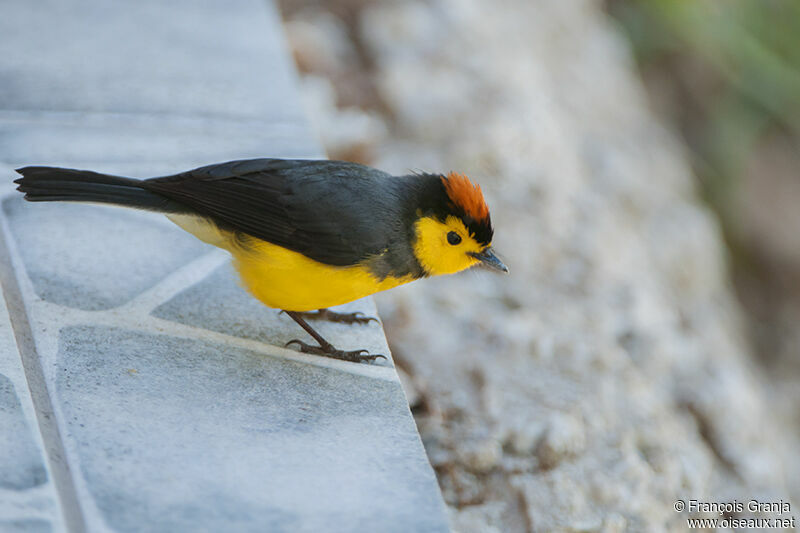 Paruline ceinturéeadulte