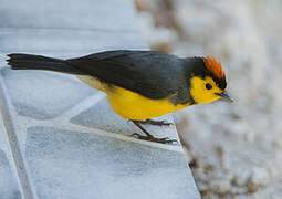 Collared Whitestart