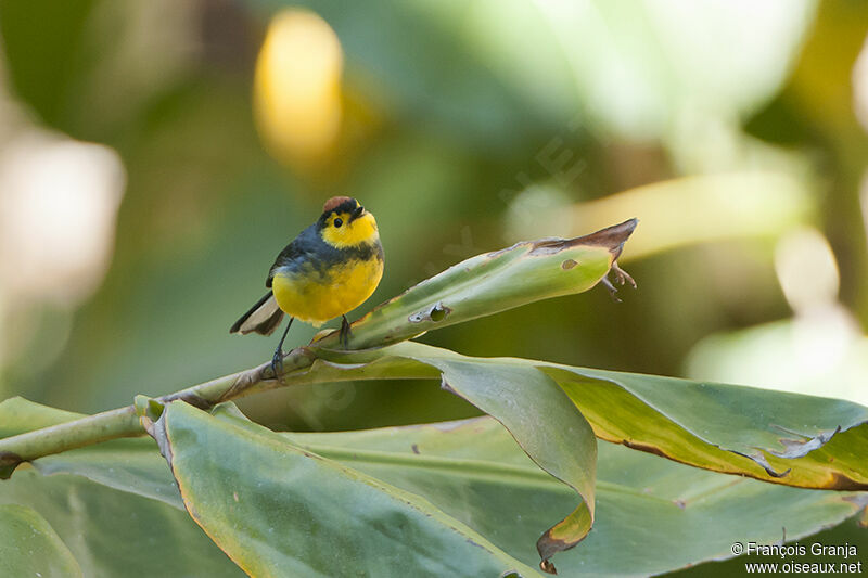 Collared Whitestartadult