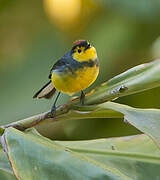 Collared Whitestart