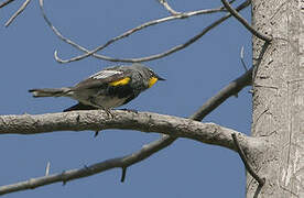 Audubon's Warbler