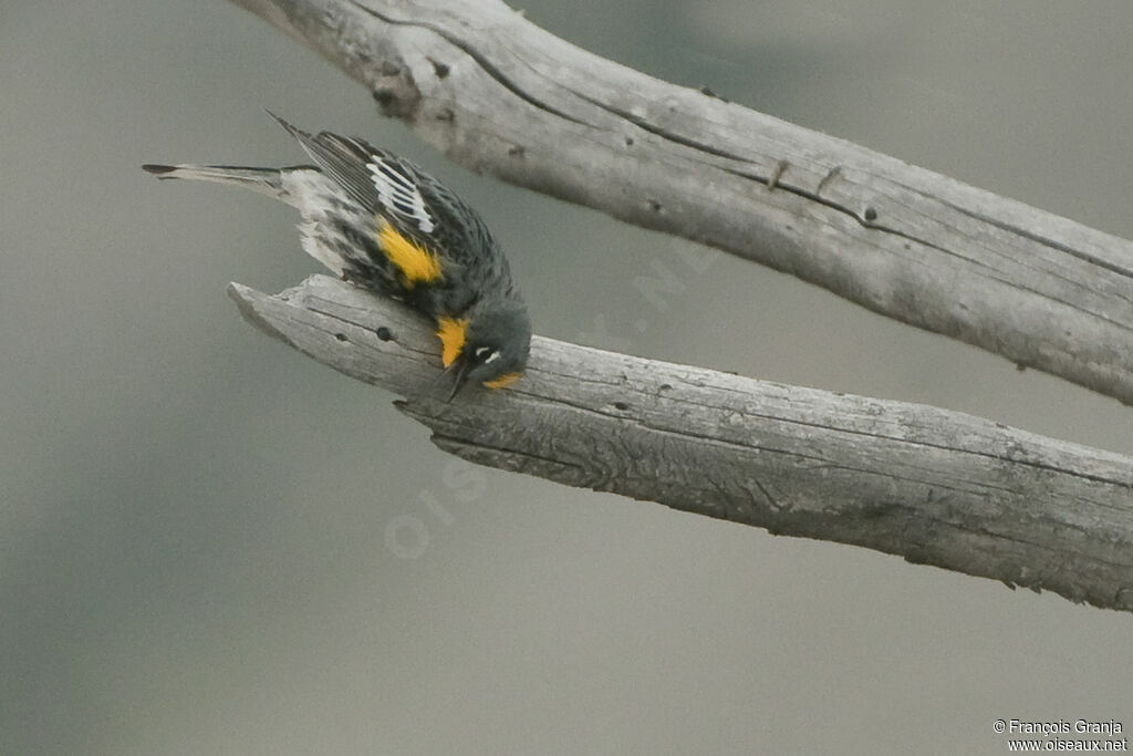 Paruline d'Audubonadulte