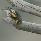 Paruline d'Audubon