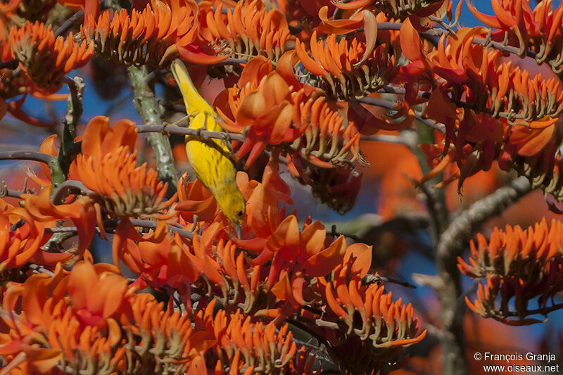 Mangrove Warbleradult