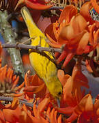 Paruline des mangroves