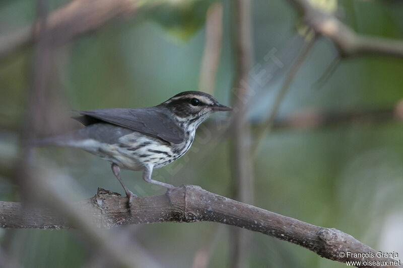 Northern Waterthrushadult