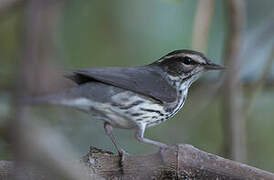 Northern Waterthrush