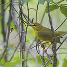 Paruline flavescente