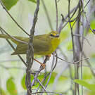 Paruline flavescente