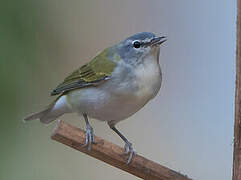 Tennessee Warbler