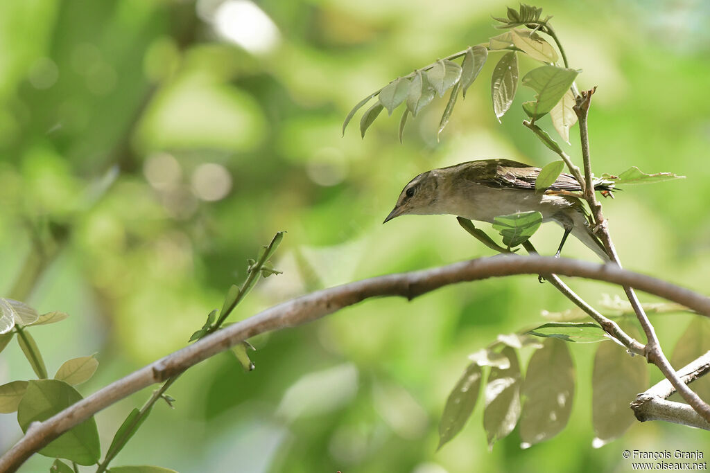 Tennessee Warbler