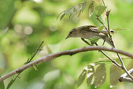 Tennessee Warbler