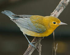 Prothonotary Warbler