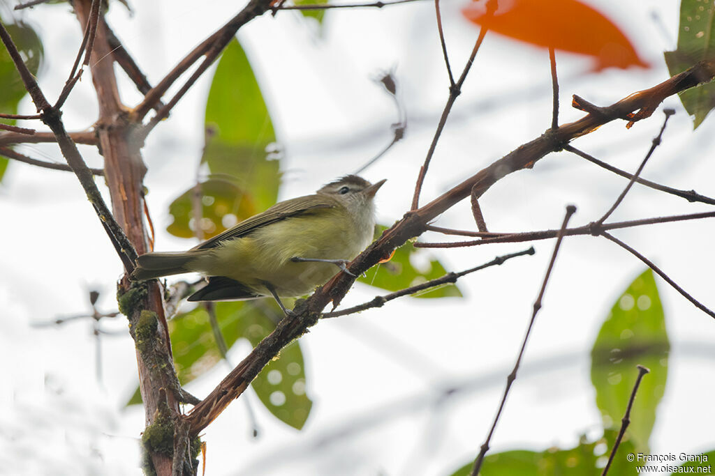 Three-banded Warbler