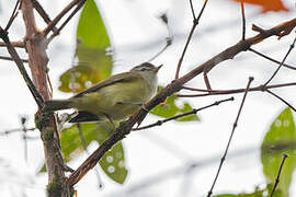 Three-banded Warbler