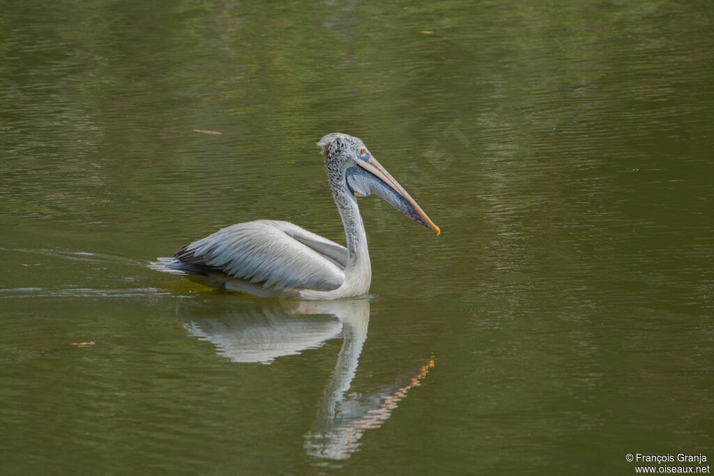 Spot-billed Pelican