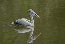 Spot-billed Pelican