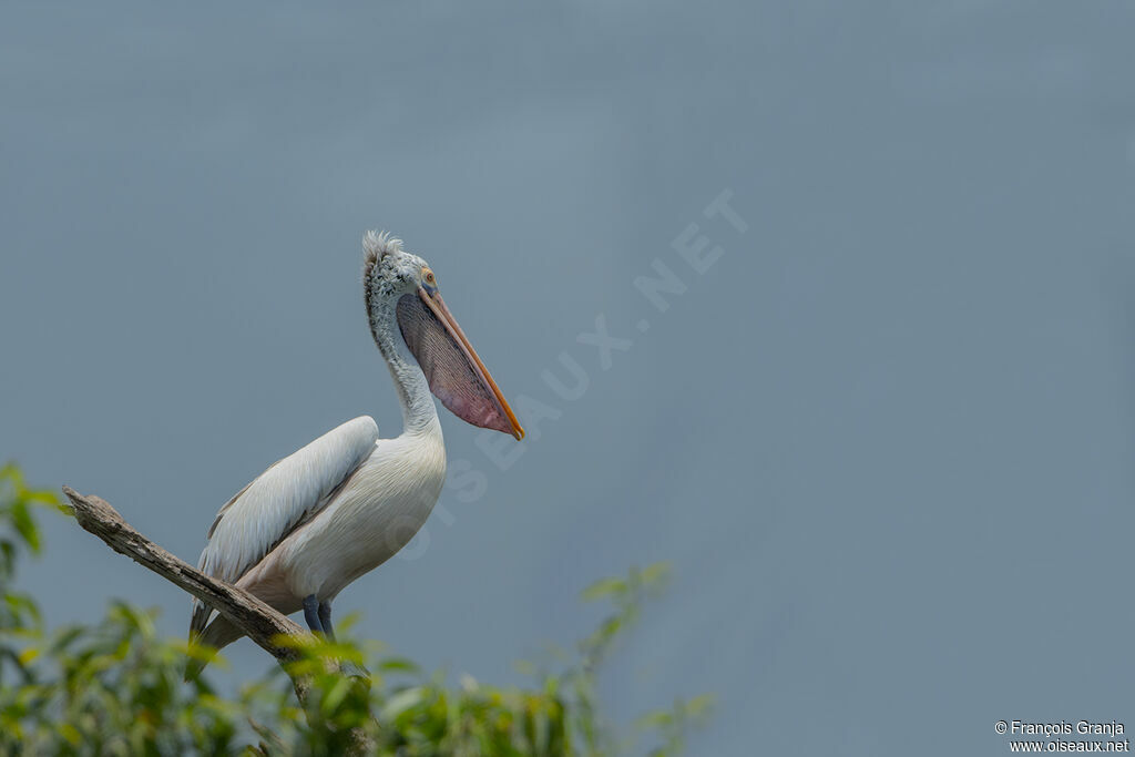 Spot-billed Pelican