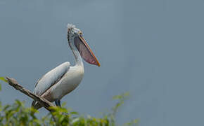 Spot-billed Pelican