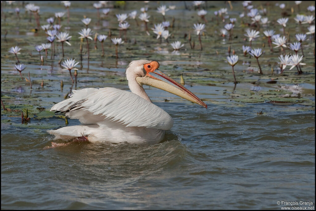 Great White Pelican