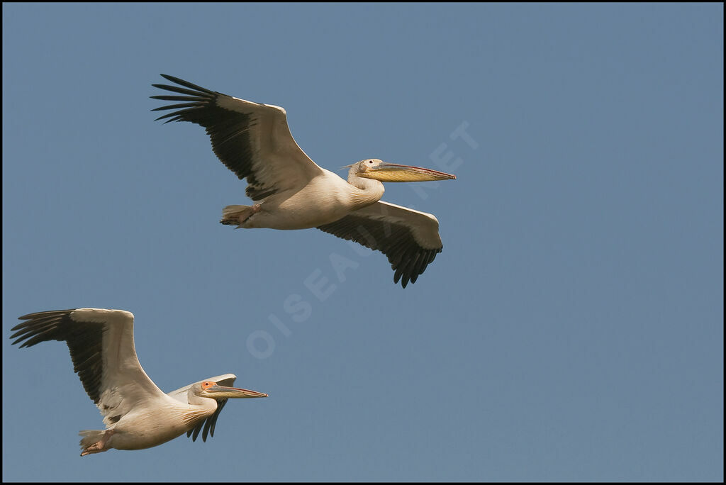 Great White Pelican