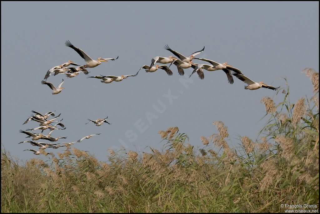 Great White Pelican