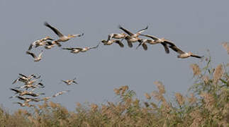 Great White Pelican