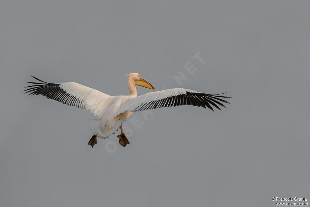 Great White Pelican