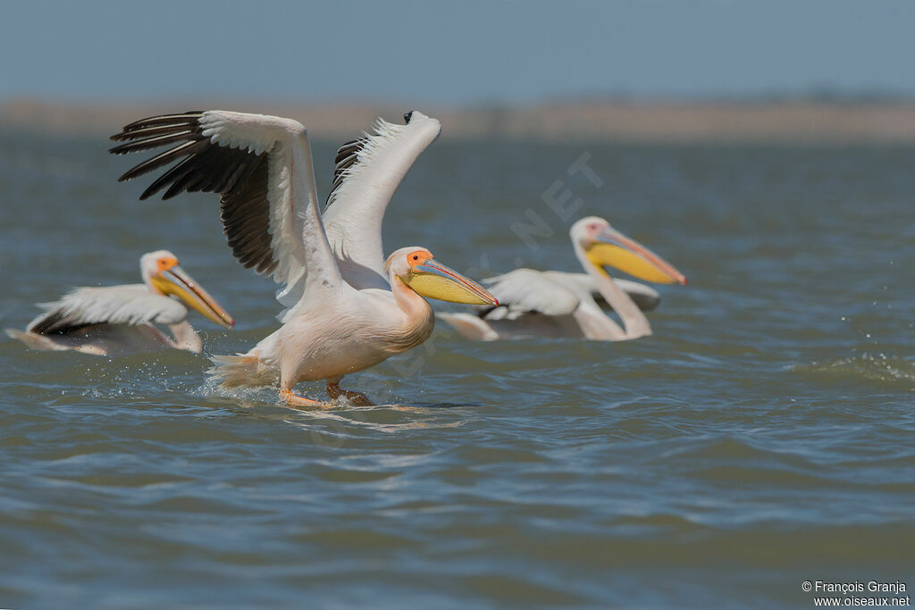 Great White Pelican