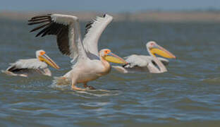 Great White Pelican