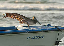 Brown Pelican