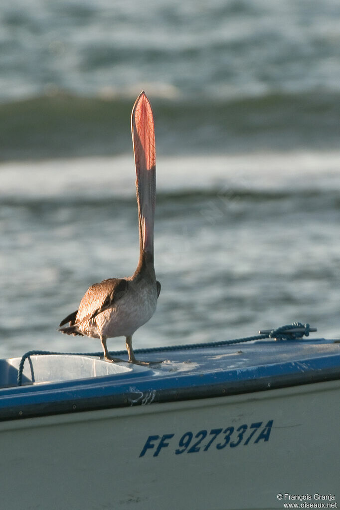 Brown Pelicanadult