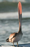 Brown Pelican