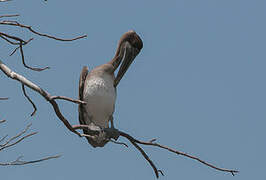 Brown Pelican