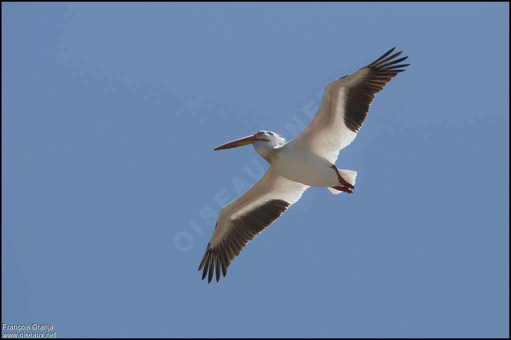 American White Pelicanadult, pigmentation, Flight