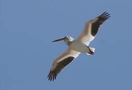 American White Pelican