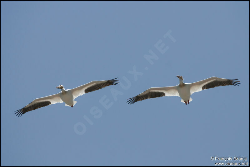 American White Pelican, Flight