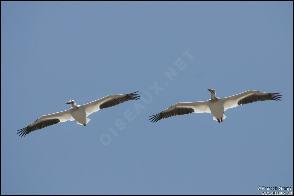 American White Pelican, Flight