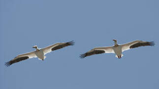 American White Pelican