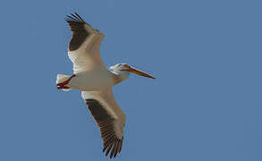 American White Pelican