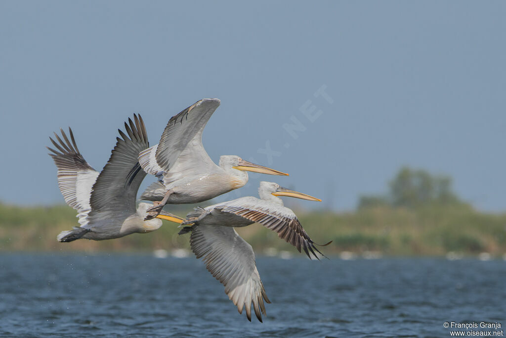 Dalmatian Pelican