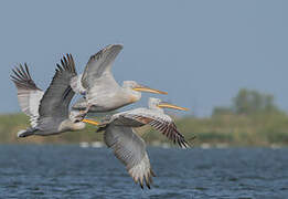 Dalmatian Pelican