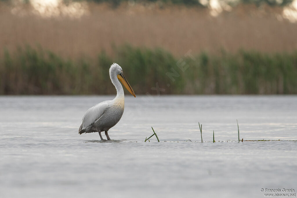 Dalmatian Pelican