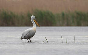 Dalmatian Pelican