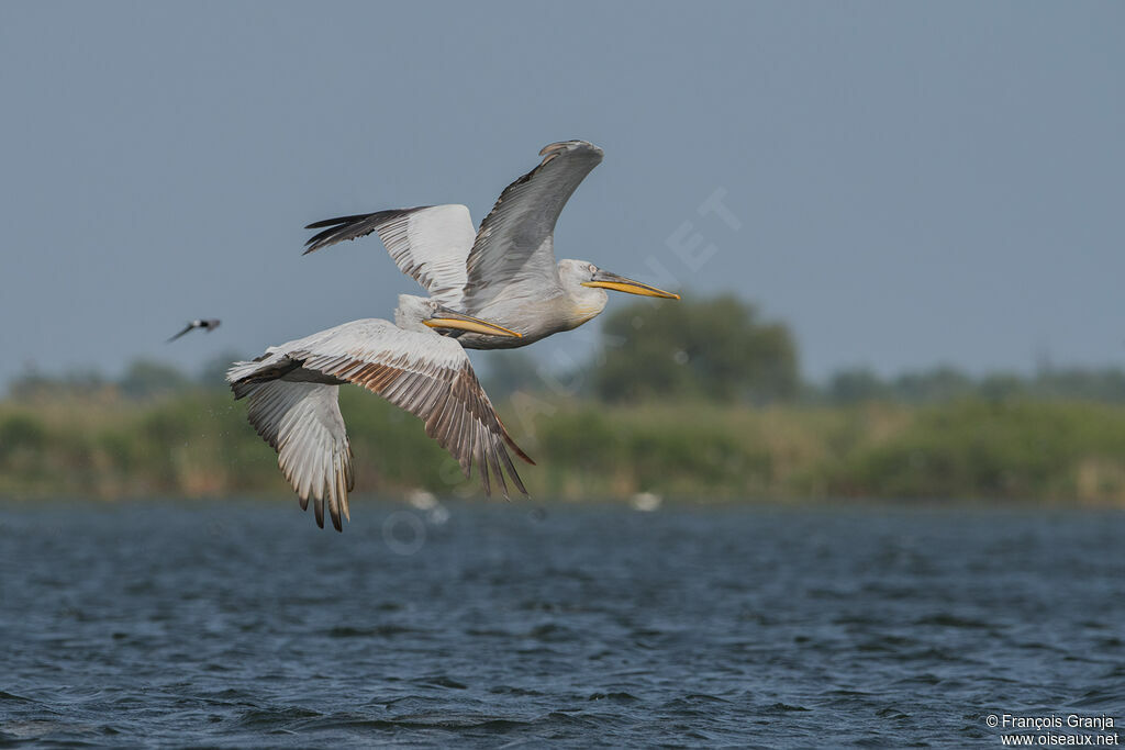 Dalmatian Pelican