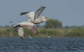 Dalmatian Pelican