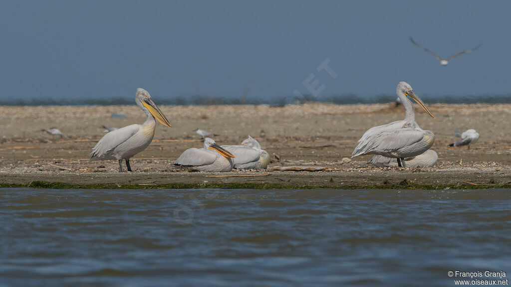 Dalmatian Pelican